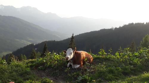 Berggasthof Loosbühelalm