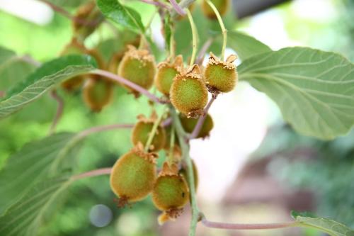 Hotel Pension Weinberg mit Landhaus Nizza - image 12