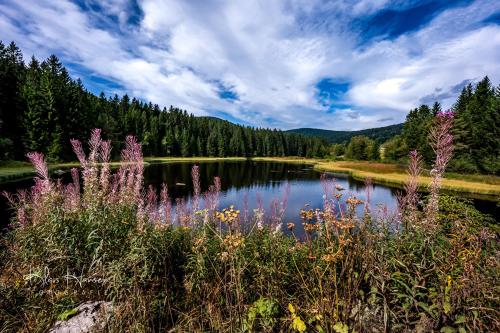 Fewo Blumbach Nr. 2 Schluchsee Feldberg - [#128874] - image 9