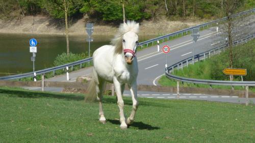 Ferienhof Kotthoff am Hennesee