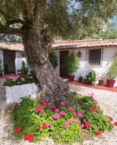 Casa Abanto, Ronda (photo 6)