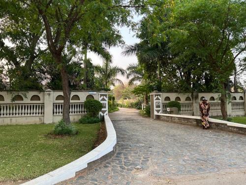 Вид, Golden bamboo in Масвинго