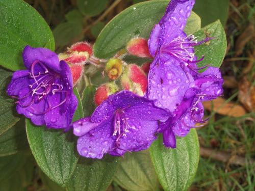 拉古尼亚斯德尔波阿斯山林小屋