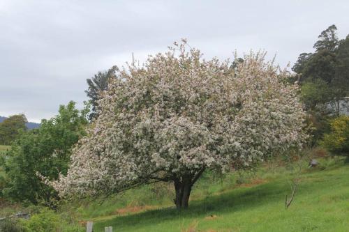 Avalon Blue @ Derby - *Blue Derby Endorsed* in เดอร์บี้