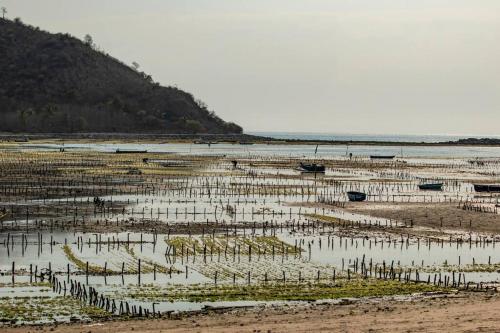 Beach-Front Sumbawa Surf House