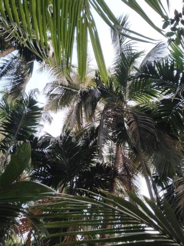 VAIBHAV NAIk MADHULI COTTAGE, Alibag