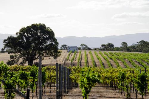 Hounds Run Vineyard - Tiny House in the Grampians