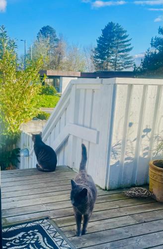  Cool familyhome close to the Beach w two cuddly cats in Espergærde