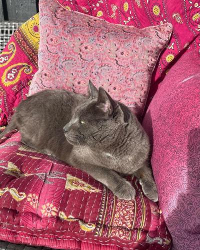  Cool familyhome close to the Beach w two cuddly cats in Espergærde