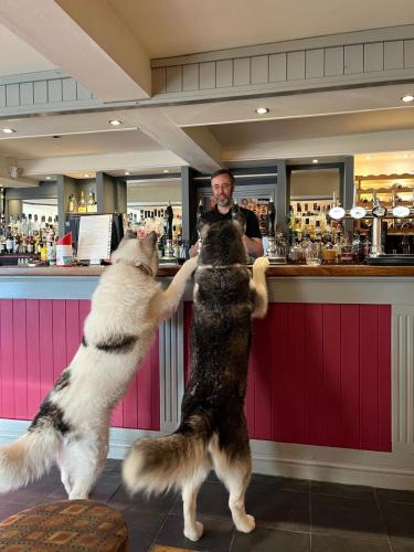 Y Branwen - adult only and dog friendly