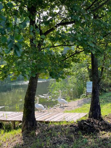 Skats, Gościn nad Drawą Glamping (Goscin nad Drawa Glamping) in Dominikowo
