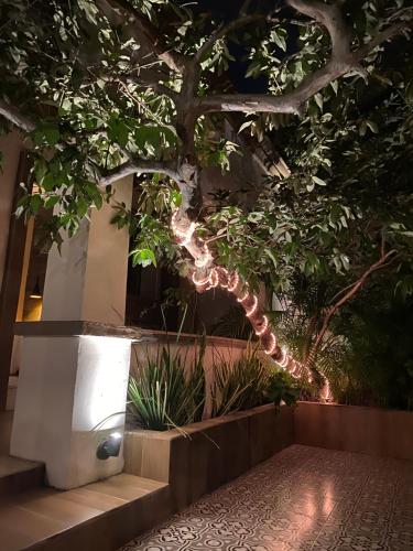 花園, The Black Tree Hotel Colonial in 馬薩特蘭市中心