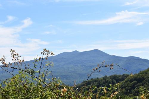 HOME L'UPUPA AMIATA