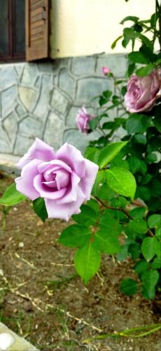 Emmanuel's Summer House Emmanuel's Summer House