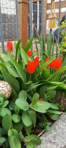 G.A.D.D Ferienwohnung/Glück an der Donau G.A.D.D Ferienwohnung/Glück an der Donau