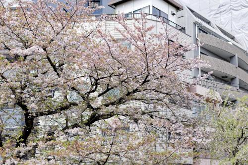 Tokyo Kitaku hotel, Tokyo (photo 7)