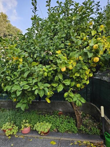 Marty&Olly Luxury Garden Apt Marty&Olly Luxury Garden Apt