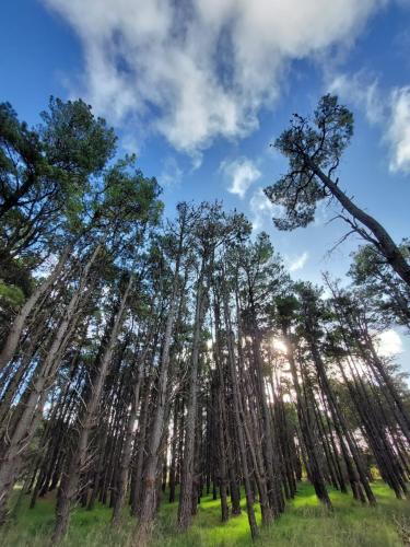 Casas del Bosque Necochea