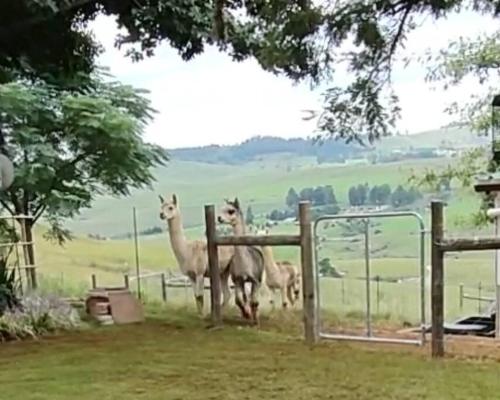 Serenity Alpaca Guest Farm