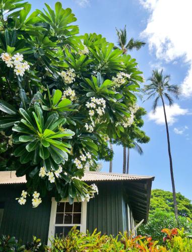 Waimea Plantation Cottages a Coast Resort - image 12