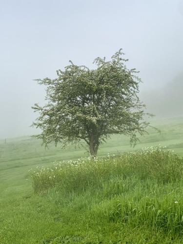 L'Impasse de Lincé