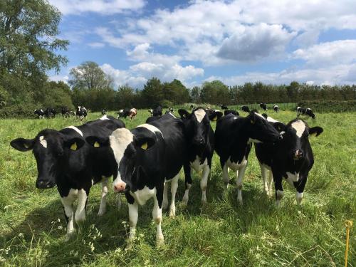 The Frome Cottage The Frome Cottage