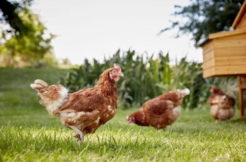 The Frome Cottage The Frome Cottage