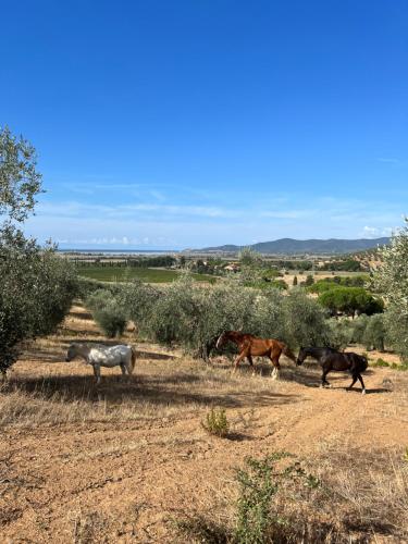 Agriturismo La Vergheria