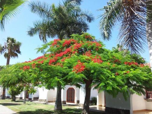 Calm & Gardens in Bungalow Parque Golf, Maspalomas 3