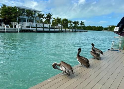 Easy Ocean Access 30 Dock - House - Private Club w/ Heated Pool and Sandy Beach in Key Colony Beach, USA