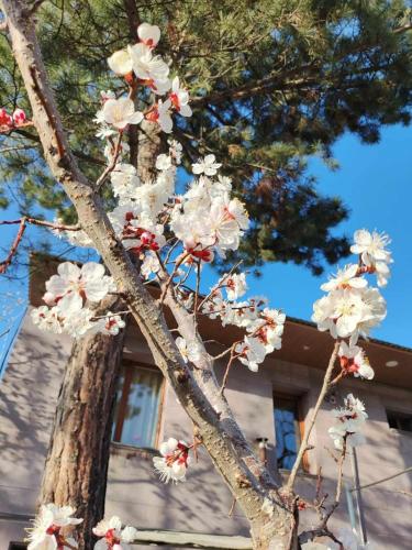 Garden, Mashtots B&B in Vanadzor