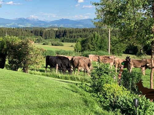 Kuh Heimat - Bergblick - Terrasse 11.0km von Altusried entfernt