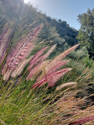 Jardin de Mucho