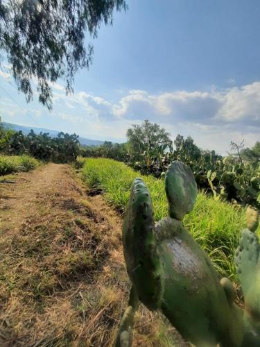 El Glamping de Calixto, Villa de Leyva