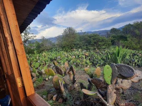 El Glamping de Calixto, Villa de Leyva