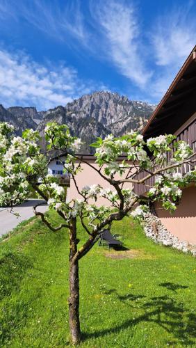 Ferienwohnung Bär Außerbraz - Apartment - Innerbraz