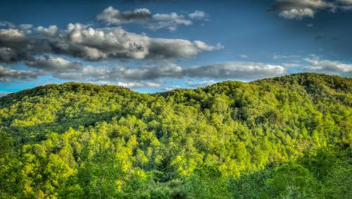 Ridgescapes, Cherry Log (Foto 8)