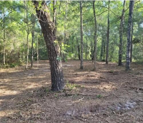 Fanning and Manatee Springs Exclusive Primitive Campground in Chiefland (FL)