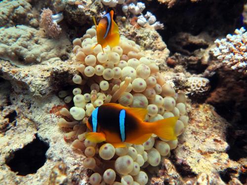 Deep Blue Divers Hostel Dahab – Dahab