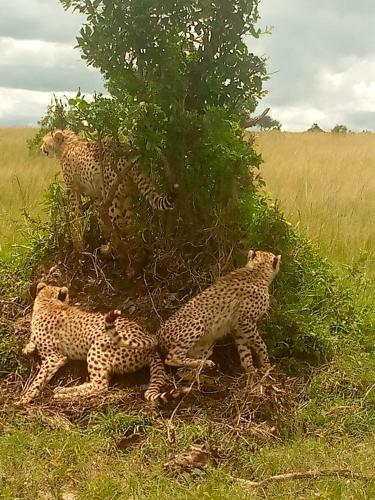 Emunyan maasai Mara camp