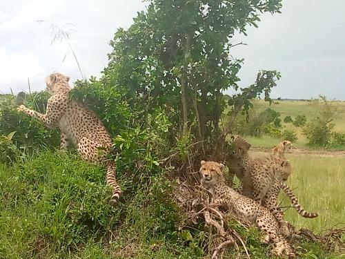 Emunyan maasai Mara camp