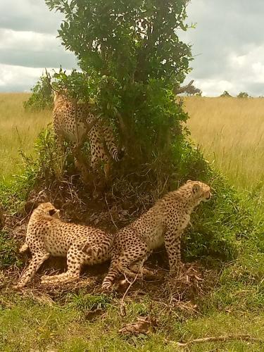 Emunyan maasai Mara camp