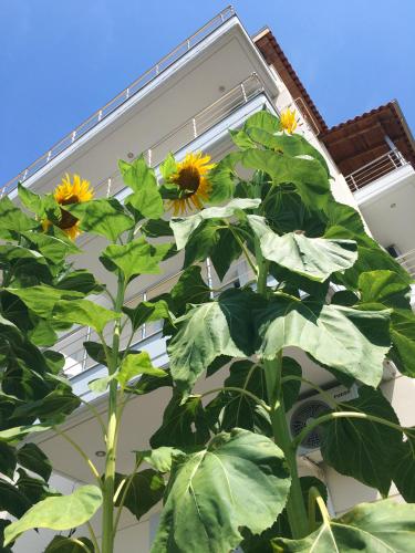 Guest house Villa Blue Marine - image 12