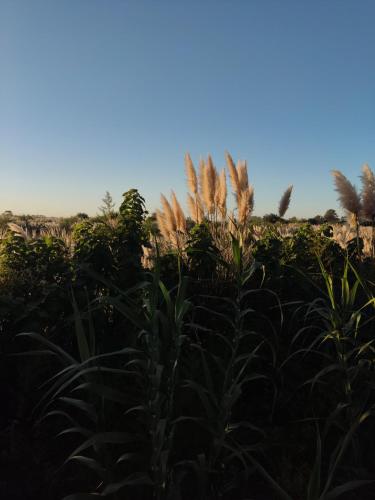 Vivienda de campo Melincue