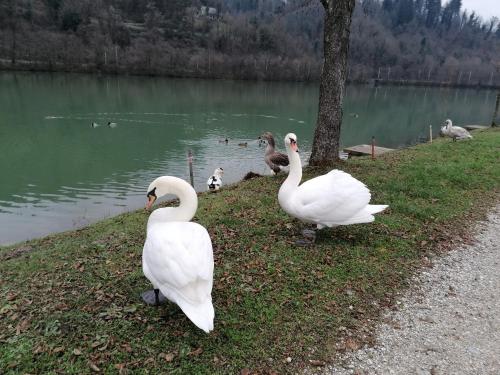 Ribiški dom Radeče