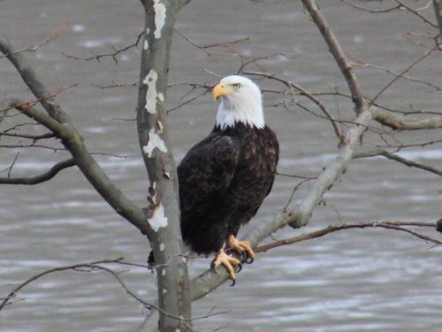 Riverfront Property in NRG National Park near Sandstone Falls- Wi-Fi, Pet-Friendly