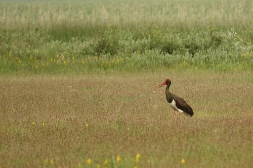 A környék, Dormouse House in Slovenia in Grahovo