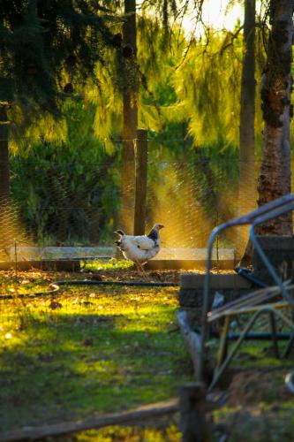 Farm On The Orchards