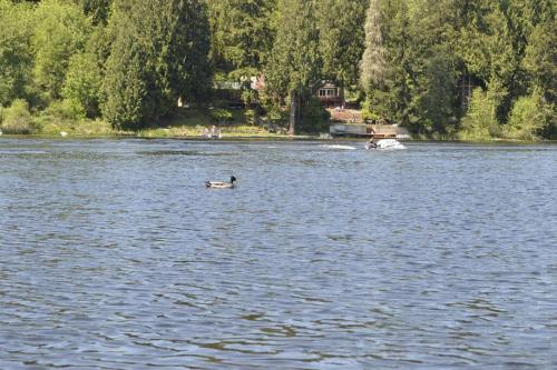 Guppies Lakehouse-Prvt. Lake Acc, Close to Rainier