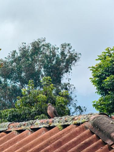 Paraiso Cocora